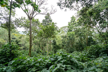 Fototapeta premium Afrika Jungel Bwindi Impenetrable National Park