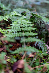 Baumfarne (Cyatheales) 