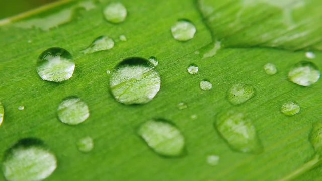 water droplets on the leaf of the plant. very shallow depth of field.