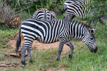 Zebra Steppenzebra (Equus quagga) oder Pferdezebra