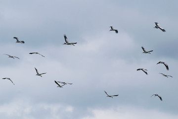 Flying birds.Motion of flying birds with blue sky.