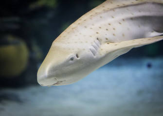 Zebra Shark