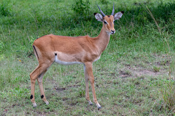  Impalas (Aepyceros)