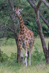  Giraffen (Giraffa)