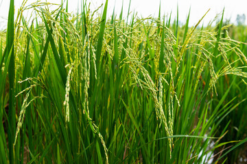 Rice field in local area of Thailand sunny day