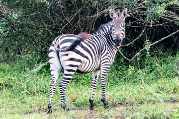 Fototapeta na wymiar Zebra Steppenzebra (Equus quagga) oder Pferdezebra