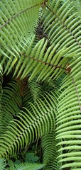 Fototapeta na wymiar green leaf background of fern leaves