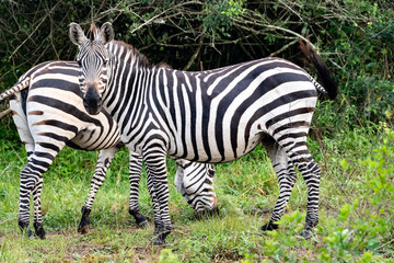 Fototapeta na wymiar Zebra Steppenzebra (Equus quagga) oder Pferdezebra