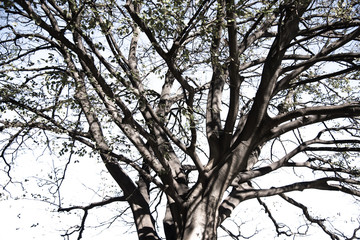 The pattern of Tree branches in winter, isolated on white background.