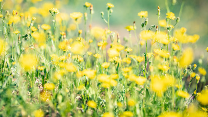 Campo Fiori © Andrea