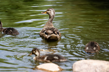 Duck with ducklings in a pond in natural habitat. Brood of growing up ducklings in summer and adult mother duck