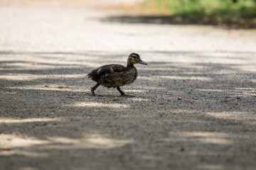 Little duckling rolling on the road itself