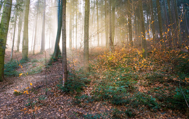 Autumn forest shrouded in fog. The bright rays create a mystical atmosphere.