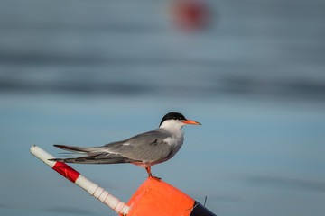 Arctic Tern (Sterna paradisaea) on orange and black lobster buoy on a sunny summer morning in Maine