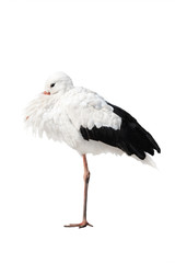 stork standing on one leg isolated