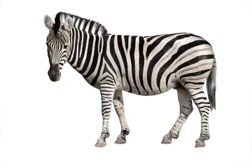 Tuinposter Zebra zebra geïsoleerd op wit
