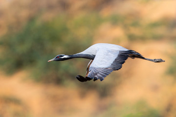 Demoiselle Crane flying in the village of Khichan in India