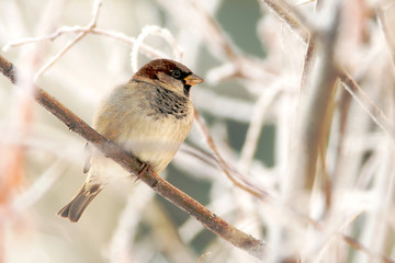 House Sparrow (Passer domesticus). A bird of the sparrow family Passeridae. Against the background...
