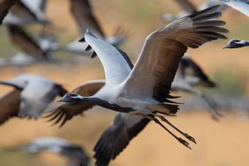 Demoiselle Crane flying in the village of Khichan in India