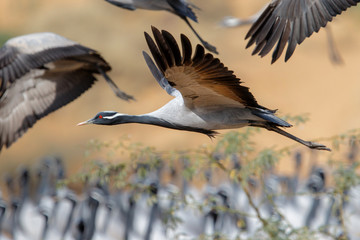 Obraz premium Demoiselle Crane flying in the village of Khichan in India