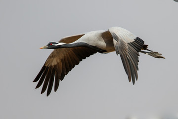 Demoiselle Crane flying in the village of Khichan in India