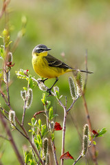 Western yellow wagtail (Motacilla flava). A small yellow bird sits on a twig. On the twigs buds and young leaves. Spring season in the Arctic (June). Wildlife and birds of Chukotka. Good spring mood.