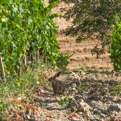 Naklejka na ściany i meble Curious hare in the middle of a Tuscan vineyard
