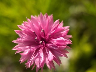 pink flower