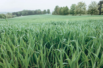 Fototapeta premium Background made of fresh green grass. Creative and moody color of the picture.