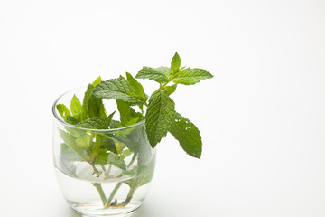 Hojas de menta; la menta es una hierba cuyas hojas tienen mucho aroma y un sabor extraordinario. Las hojas de la menta se utilizan en cocina, en pastelería, en coctelería, en medicina y en otras espec