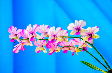 Purple Orchid flower with turquoise background