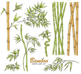 Bamboo sticks and leaves vector illustration set in sketch style.