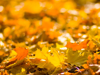 Yellow leaves on the ground. Autumn pattern with fallen leaves. Golden leaves in autumn park. Autumn loneliness. Blurred background
