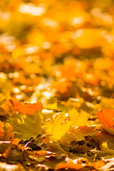 Yellow leaves on the ground. Autumn pattern with fallen leaves. Golden leaves in autumn park. Autumn loneliness. Blurred background