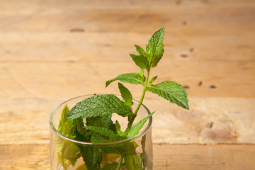 Hojas de menta; la menta es una hierba cuyas hojas tienen mucho aroma y un sabor extraordinario. Las hojas de la menta se utilizan en cocina, en pastelería, en coctelería, en medicina y en otras espec