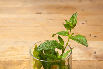 Hojas de menta; la menta es una hierba cuyas hojas tienen mucho aroma y un sabor extraordinario. Las hojas de la menta se utilizan en cocina, en pastelería, en coctelería, en medicina y en otras espec
