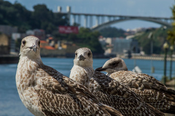 gaviotas mirando