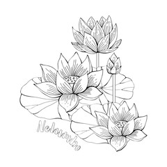 Coloring pages with Lotus flowers, zentangle illustrations for kids and adults coloring book or tattoos with high detail isolated on white background. Vector monochrome sketch of Lily. Hand drawing.