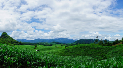 Fototapeta na wymiar Corn fields growing in the mountains in the rainy season