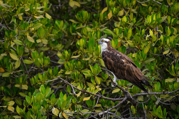 Osprey - Pandion haliaetus, beautiful raptor worldwide lakes and sea coasts, La Somone, Senegal.