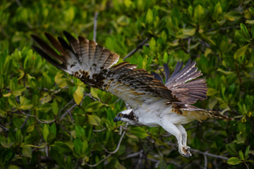 Osprey - Pandion haliaetus, beautiful raptor worldwide lakes and sea coasts, La Somone, Senegal.