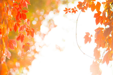 Colorful leaves of wild grapes. Red leaves on a vine twine a tree. Autumn colored leaves in the sun. Creative copy space