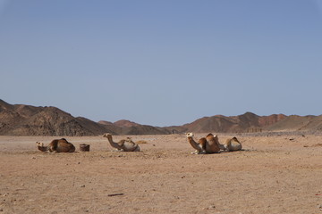 Kamel in der Wüste Afrikas