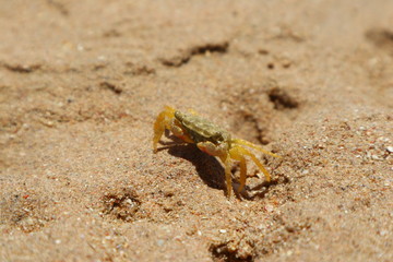 Kleiner Krebs am Sandstrand