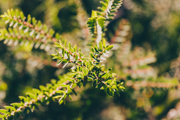 eutaxia obovata (also called egg and bacon plant) with green spiky leaves