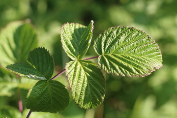 Beautiful green leaves on raspberries in nature