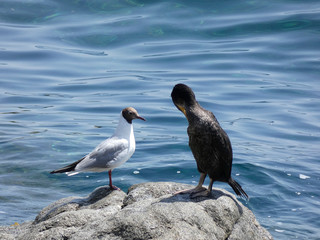 Pájaro de vida marina que viven básicamente de la pesca, encima de una roca esperando una presa para pescarla. Corbalán relajado a la espera de la hora de la pesca