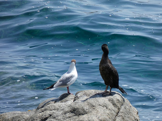 Pájaro de vida marina que viven básicamente de la pesca, encima de una roca esperando una presa para pescarla. Corbalán relajado a la espera de la hora de la pesca