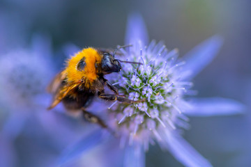 Bumblebee on a flower