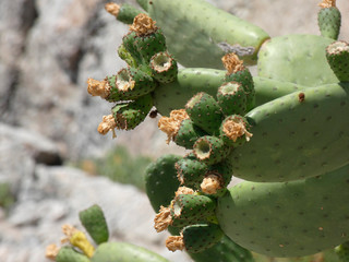 Chumbera con sus flores e higos chumbos verdes todavía. Las palas de la chumbera tienen pichos y...